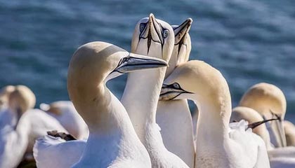 开云体育app入口-英超冲刺季：悬念持续升温，魅力无限！，英超集锦2021